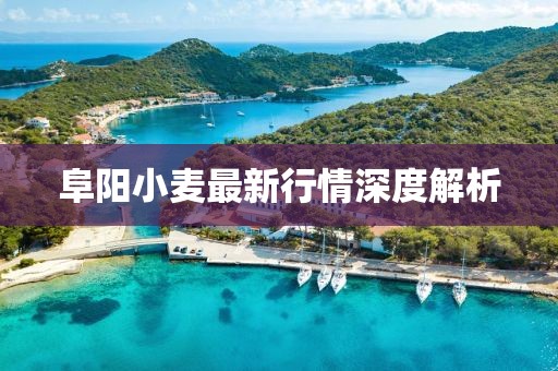 阜阳小麦最新行情深度解析