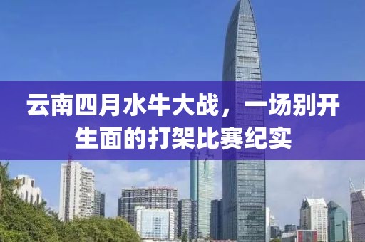 云南四月水牛大战，一场别开生面的打架比赛纪实