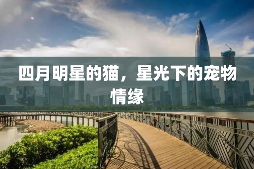 四月明星的猫，星光下的宠物情缘