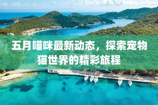 五月喵咪最新动态，探索宠物猫世界的精彩旅程
