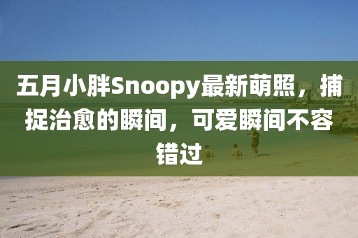 五月小胖Snoopy最新萌照，捕捉治愈的瞬间，可爱瞬间不容错过