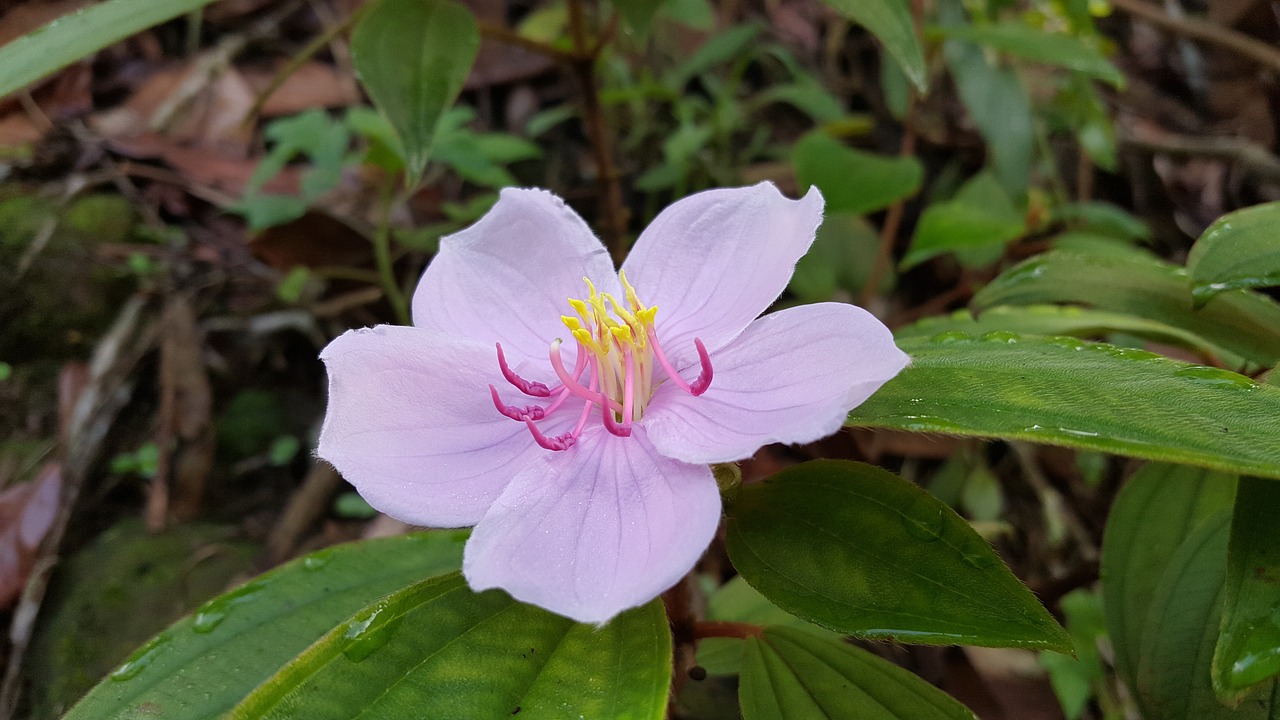 四粒红花生最新价格及分析