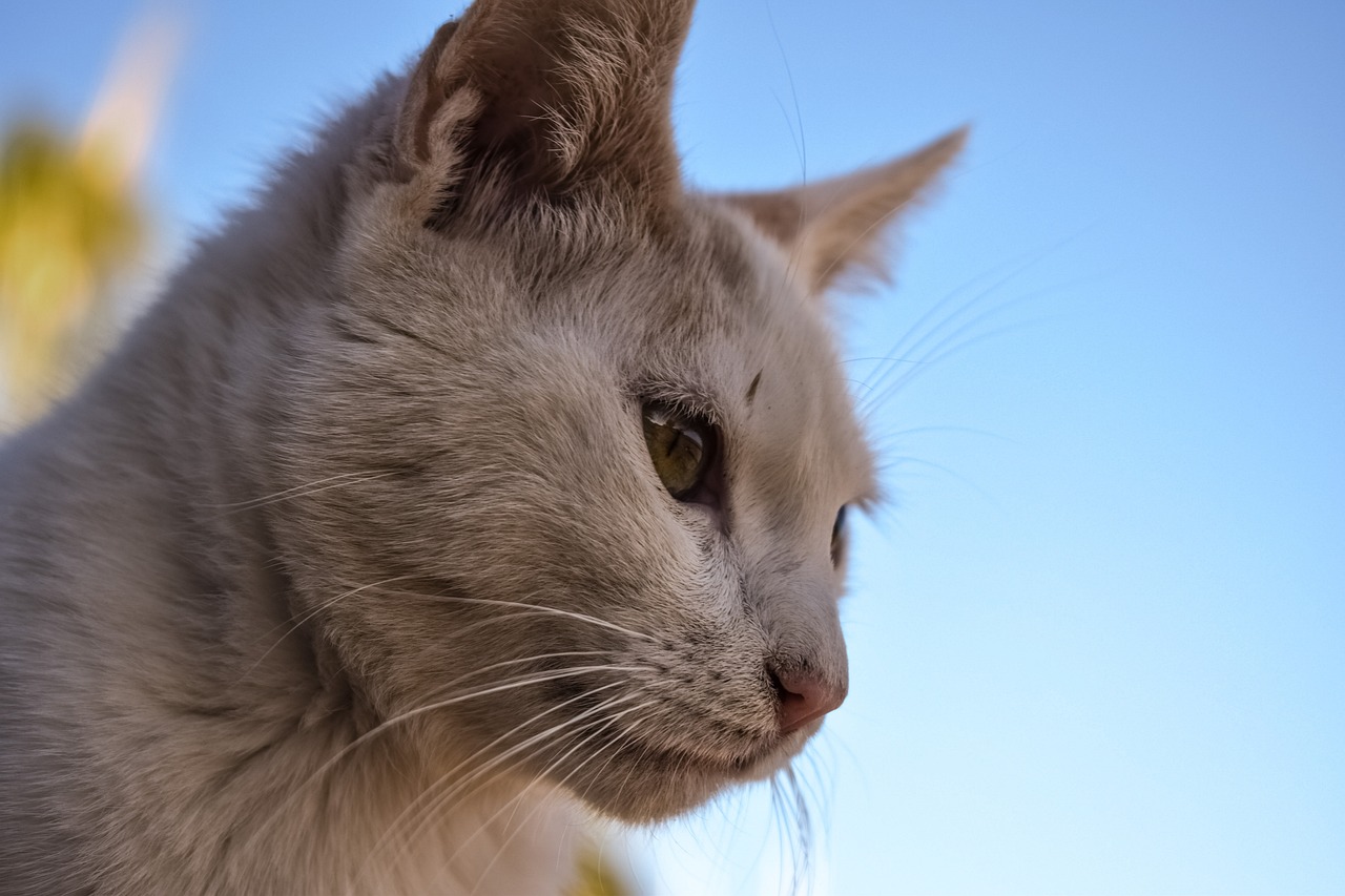 猫兔TV最新动态与技术解析概览