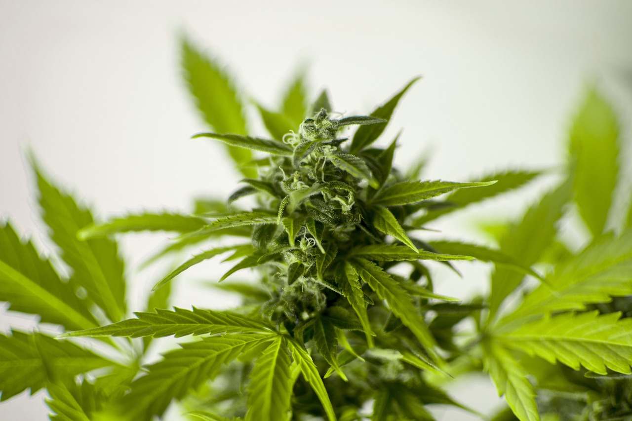 植物全明星最新破解版，游戏解析与体验分享及娱乐健康探讨