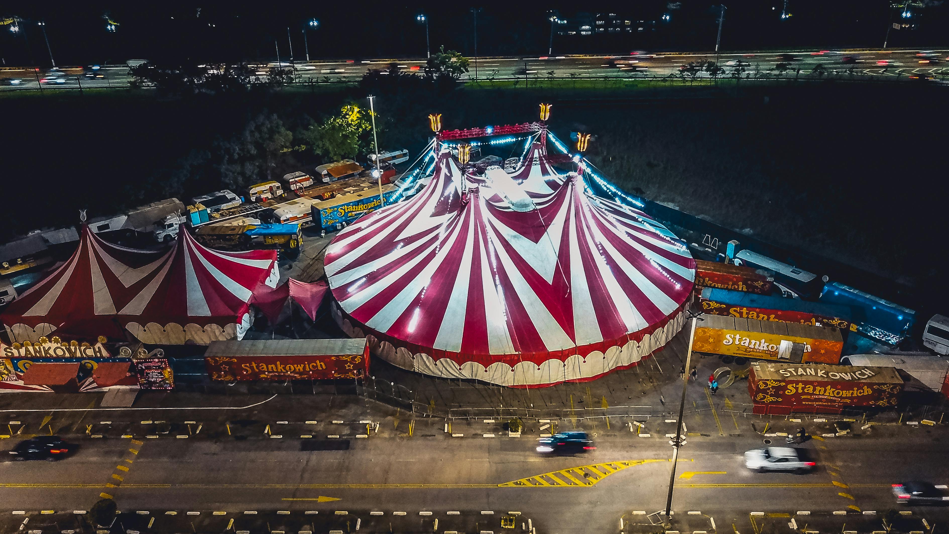 黍子最新价格分析与市场动态，市场动态概览及价格走势分析