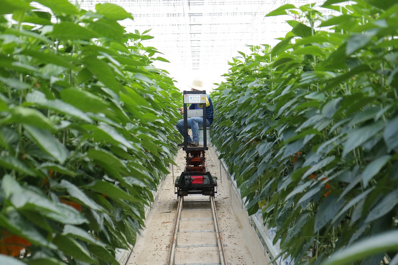 最新西瓜品种介绍及种植管理技术指南