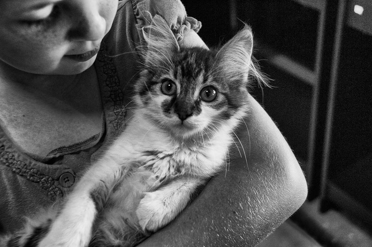 探索猫咪文化的全新领域，猫咪最新官方网