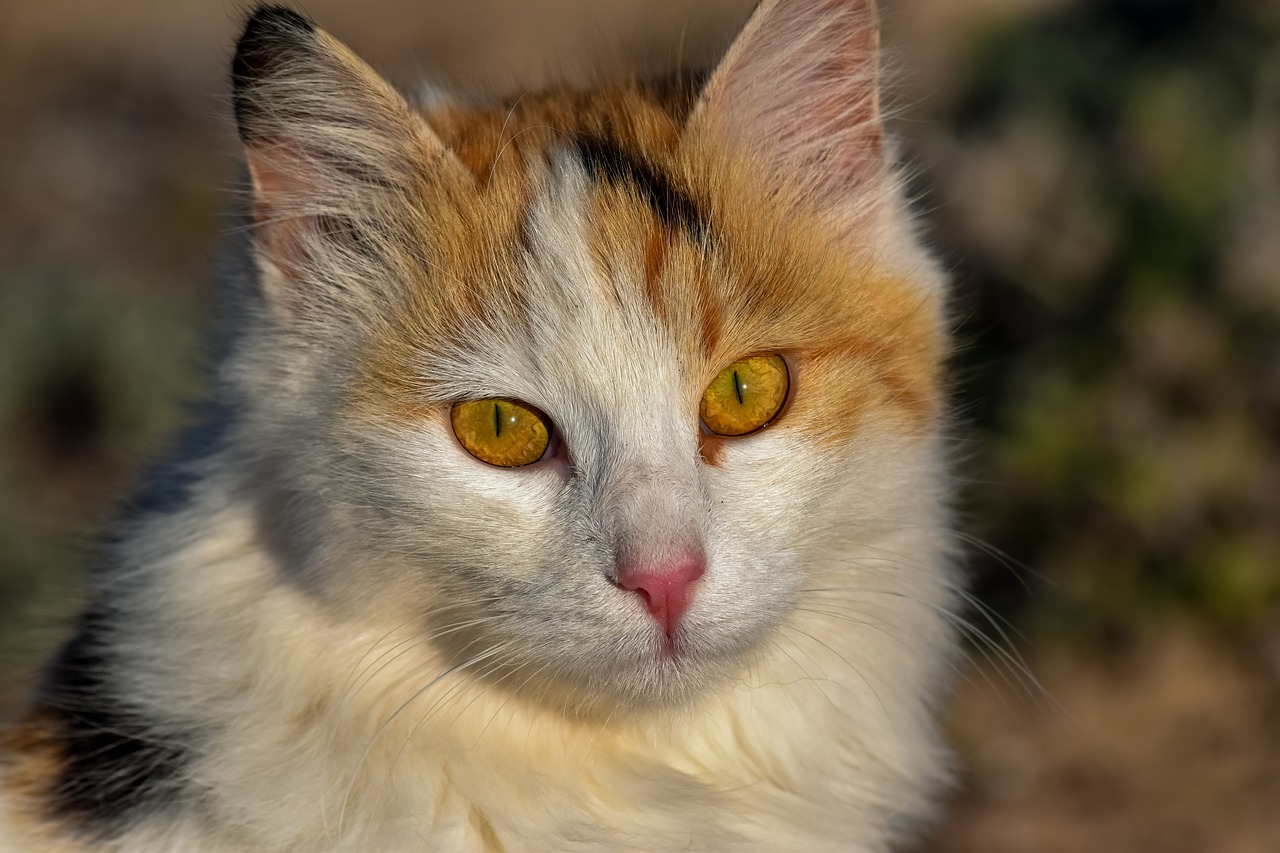 最新猫咪apk下载指南，如何获取并安装最新版猫咪应用？