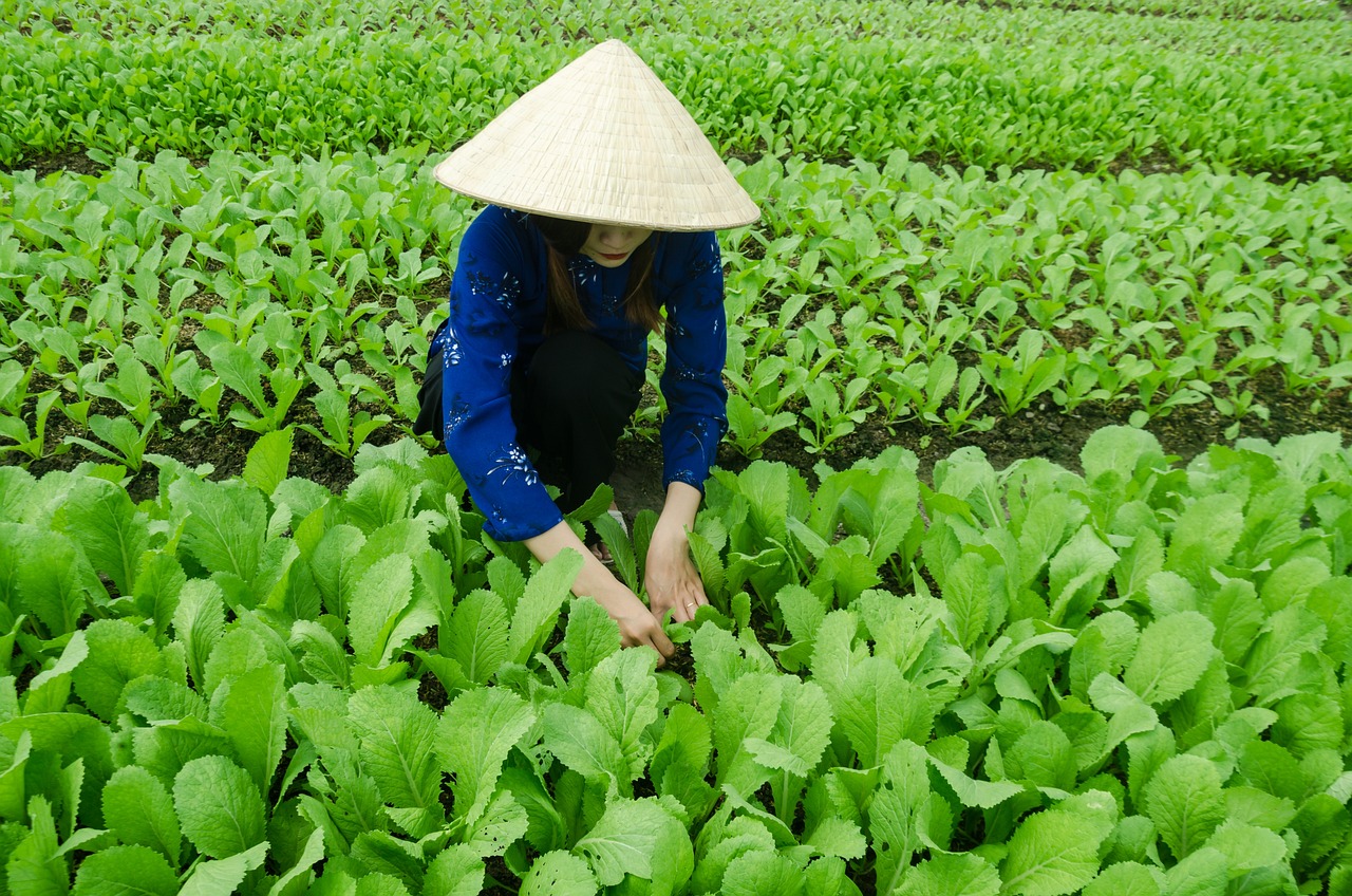 炉桥镇最新动态，发展与变迁的足迹